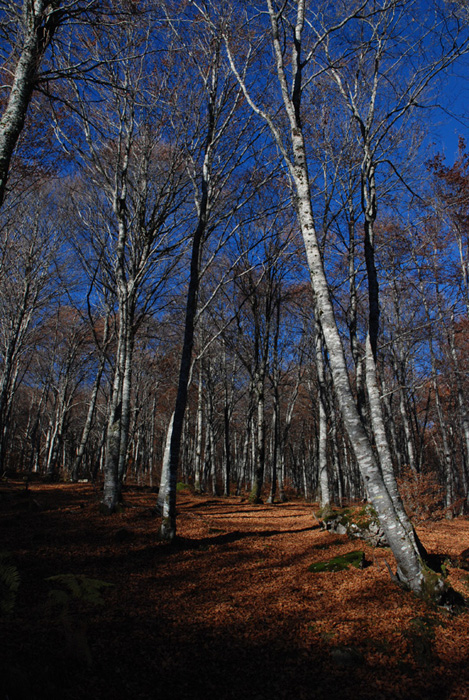 Autumn leaves