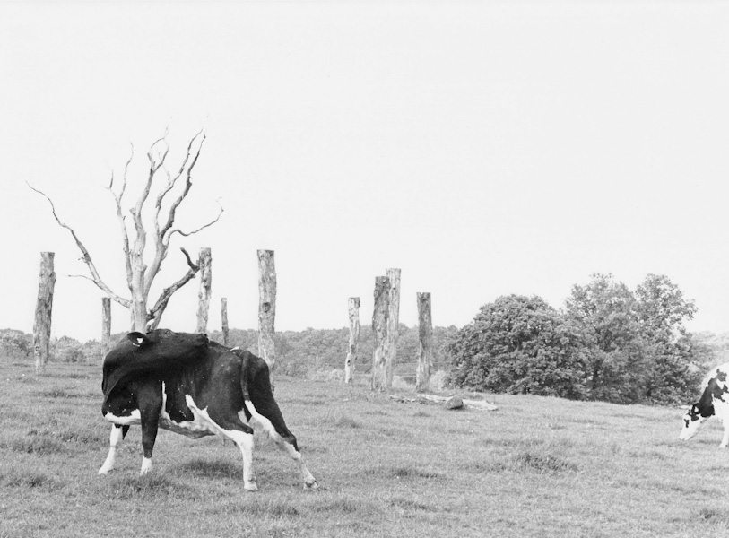 Vache