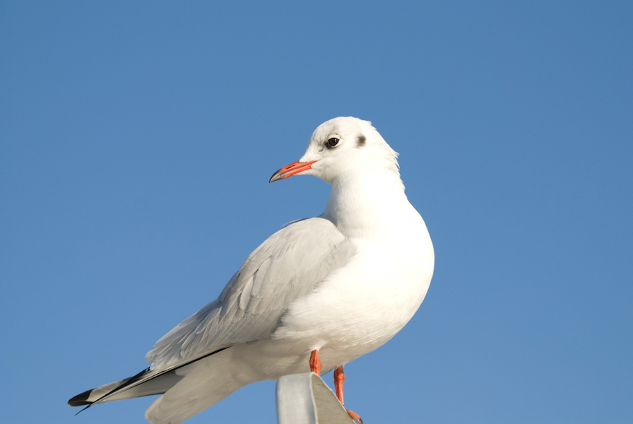 La mouette