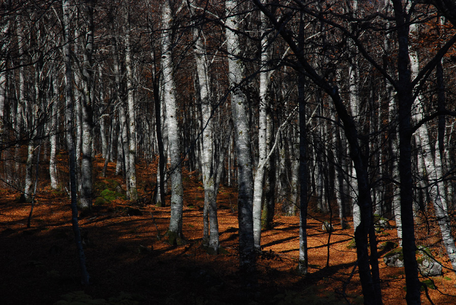Le sous-bois